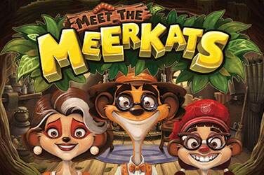 Meet the meerkats